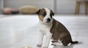 Adeus cheiro de xixi do pet: o que usar para deixar a casa limpa de verdade