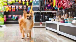 Cuidado! Produtos falsificados para pets podem colocar seu animal em risco