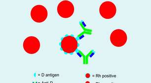 Anti-D: o anticorpo raro que salva vidas antes mesmo do nascimento