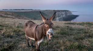 A ciência resolveu um grande mistério histórico: quando os burros foram domesticados?