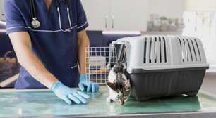 Clínicas veterinárias podem ser obrigadas a denunciar maus-tratos a animais no Rio de Janeiro