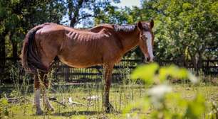 Projeto de lei em Porto Alegre redefine maus-tratos contra animais e prevê punições mais severas