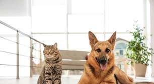 Proteína para pets: veja a importância do nutriente na dieta animal