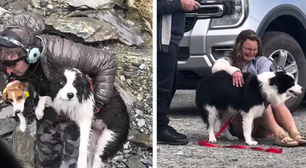 Cadela é resgatada e reencontra tutora após uma semana perdida na floresta; veja vídeo