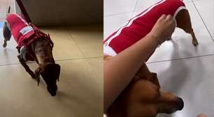 Cão queimado com líquido mostra evolução e aparece brincando: 'Melhorando a cada dia'