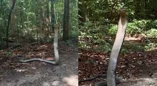 Pesquisadora encontra cobra de quase 4 metros na Tailândia: 'Foi bem assustador no começo'