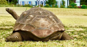 Tartaruga-gigante Jonathan, animal terrestre mais velho do mundo, morre aos 193 anos