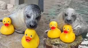 Foca de 32 anos viraliza ao demonstrar seu amor por patos de borracha