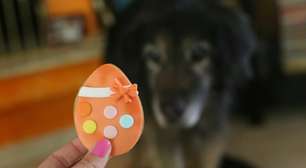 Posso dar ovo da Páscoa para meu cachorro? Especialistas fazem alerta