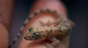 Sujeira? Risco de doenças? O que significa encontrar lagartixas em casa