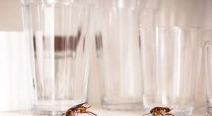 Você pode estar atraindo baratas sem perceber: especialistas explicam o que fazer para blindar a sua casa