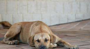 Como adaptar sua casa para um cão idoso e evitar quedas perigosas