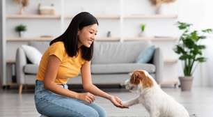 Treino para cão adulto ou idoso: veja os benefícios para a saúde do pet