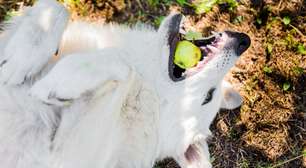 Astrologia pet: veja como descobrir o signo do seu cachorro
