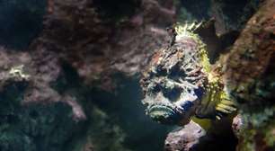 O peixe-pedra impressiona pela camuflagem e alto veneno, sendo uma das maiores ameaças ocultas em águas tropicais