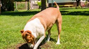 Por que cachorro enterra comida? Descubra os motivos
