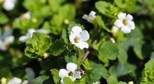 Bacopa monnieri: planta medicinal ajuda a reduzir o cansaço e o estresse