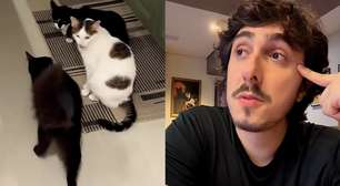 Após Felipe Castanhari relatar morte do gato por envenenamento, veja como proteger pets de intoxicação