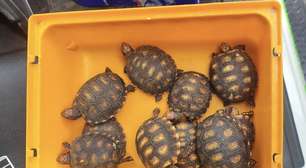 GCM de Suzano apreende dez jabutis durante ocorrência de crime ambiental