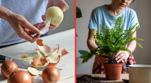 Por que as pessoas colocam cascas de cebola nas plantas e para que serve esse truque?