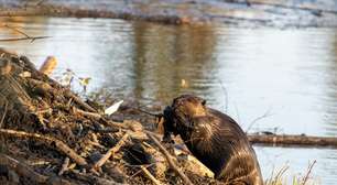 Quando alguém soltou 18 castores na bacia superior do rio Ebro em 2003, era difícil imaginar o que está acontecendo hoje: eles já estão na Catalunha
