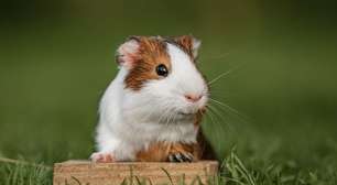 Porquinho-da-índia: 7 curiosidades que você precisa conhecer