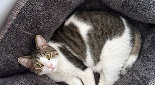 Se a pergunta é por quanto tempo você pode deixar seu gato sozinho em casa, a resposta é: menos do que você imagina