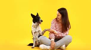 5 técnicas infalíveis para ensinar comandos básicos ao seu cachorro