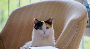 Seu gato ama ficar em cima do notebook e roteador por razões simples mas você pode estar falhando com ele