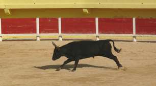 Espanha: ex-toureiro é morto por touro quando preparava evento inspirado em Picasso