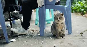 Quando você levanta, seu gato senta imediatamente no lugar? Saiba que isso tem um motivo e pode ser afeto