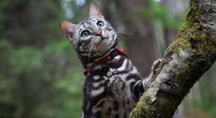 Gatos gostam de ser levados para passear ou isso é apenas um capricho dos tutores?