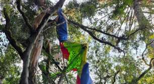 Ultraleve cai em região de mata na Serra Gaúcha