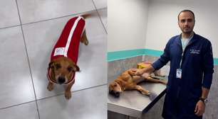 Cão queimado recebe alta e ganha novo lar: 'Grande alegria'