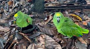Como é possível ficar bêbado após comer cacau fermentado, como papagaio que viralizou?