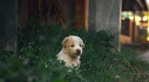 Novos estudos provam que cães foram domesticados 5 mil anos antes do que se pensava, antes de o homem inventar a agricultura