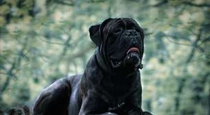 7 raças de cachorro grandes e pretas