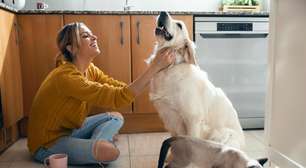 Guarda compartilhada de pet: até que ponto faz bem para o animal?