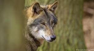 Lobo que feriu mulher na Alemanha é colocado em "liberdade condicional"