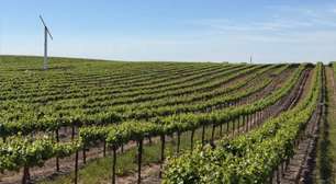 Agricultura Como Ativo de Legado: o Modelo Perene Que Desafia Wall Street