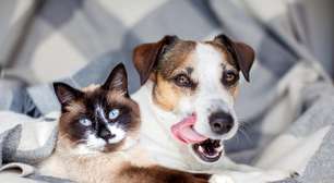Pet com bafinho? Veja como acabar com o mau hálito do seu animal
