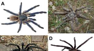 Essas 4 espécies de tarântulas foram descobertas e elas transformam acasalamento em verdadeira luta por sobrevivência com anatomia única