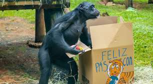 Zoológico de São Paulo presenteia animais com 'caça aos ovos' para celebrar a Páscoa