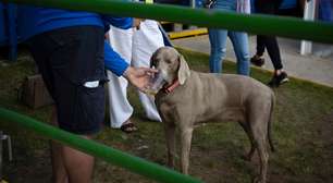 Animais estão surtando. A culpa é toda nossa?
