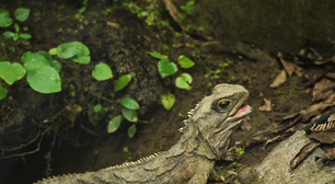 Tuatara: o réptil que é um fóssil vivo que desafia milhões de anos de evolução