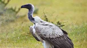 Abutres têm fama de mau agouro, mas são mais importantes do que muitos imaginam