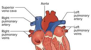 Veia cava superior: a via vital que leva sangue da parte superior do corpo ao coração