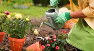 Este truque com bicarbonato de sódio vai salvar as suas plantas; confira