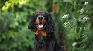 Setter gordon: conheça as características do cachorro dessa raça