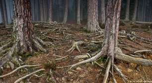 Biofobia: quando a natureza nos causa medo